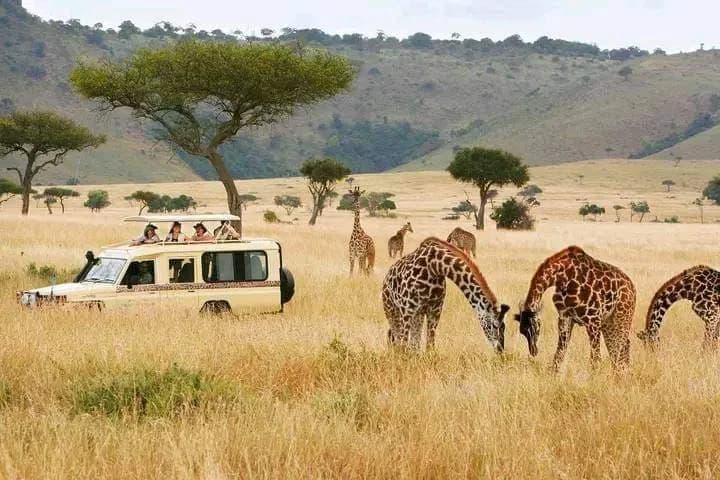 Travellers watching giraffes from the roof hatch of a private 4x4 Land Cruiser on the open plains