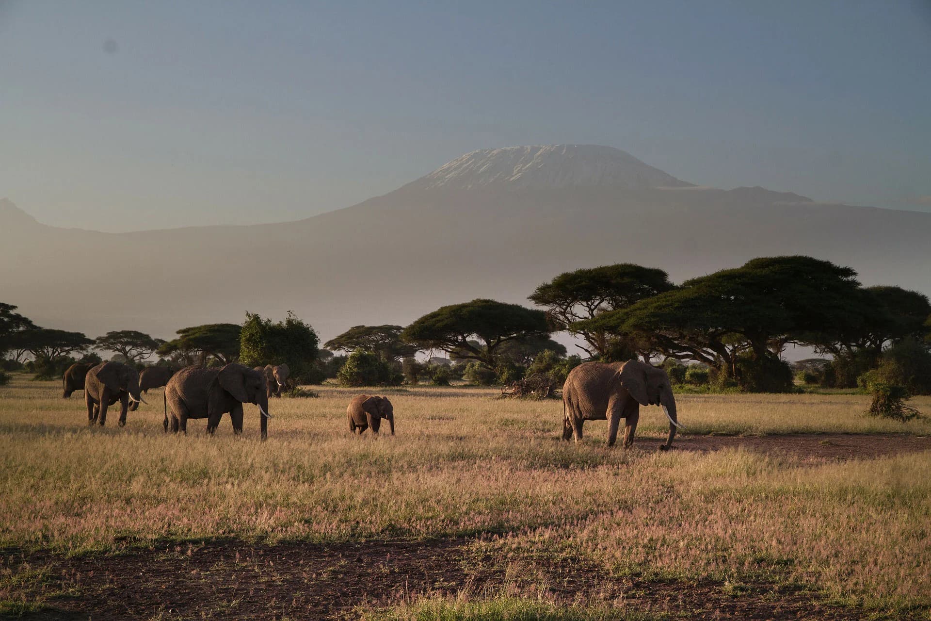 Wildlife and open habitat in Amboseli