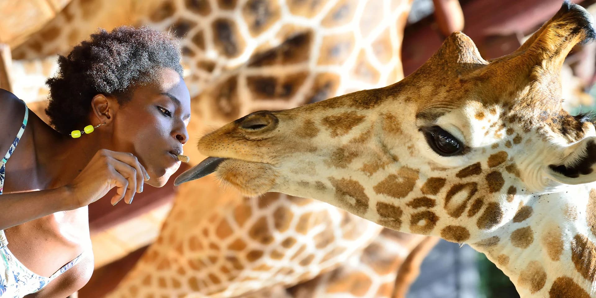 Visitors watching giraffes at the Giraffe Centre