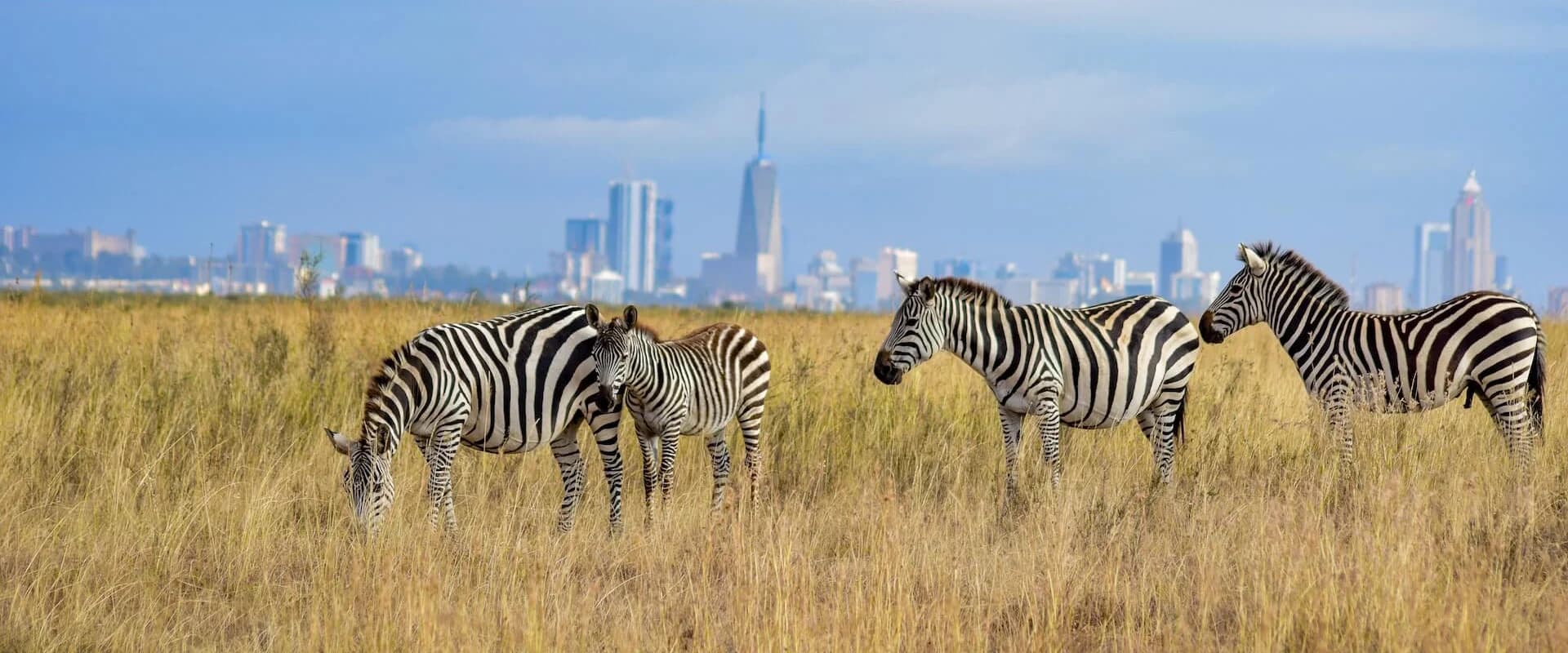 Zebra grazing in Nairobi National Park