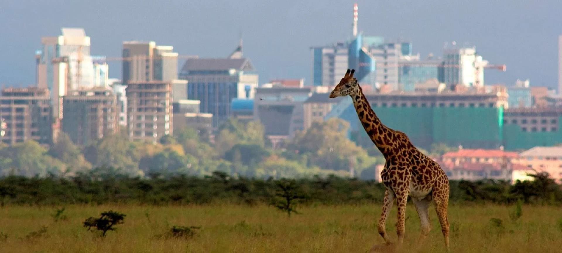Giraffe in grassland with Nairobi buildings beyond
