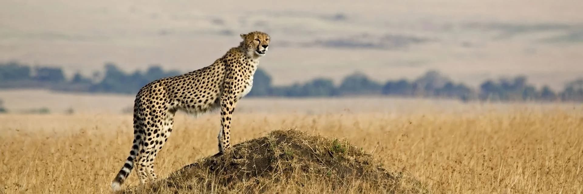 Wildlife on the northern Tanzania safari circuit