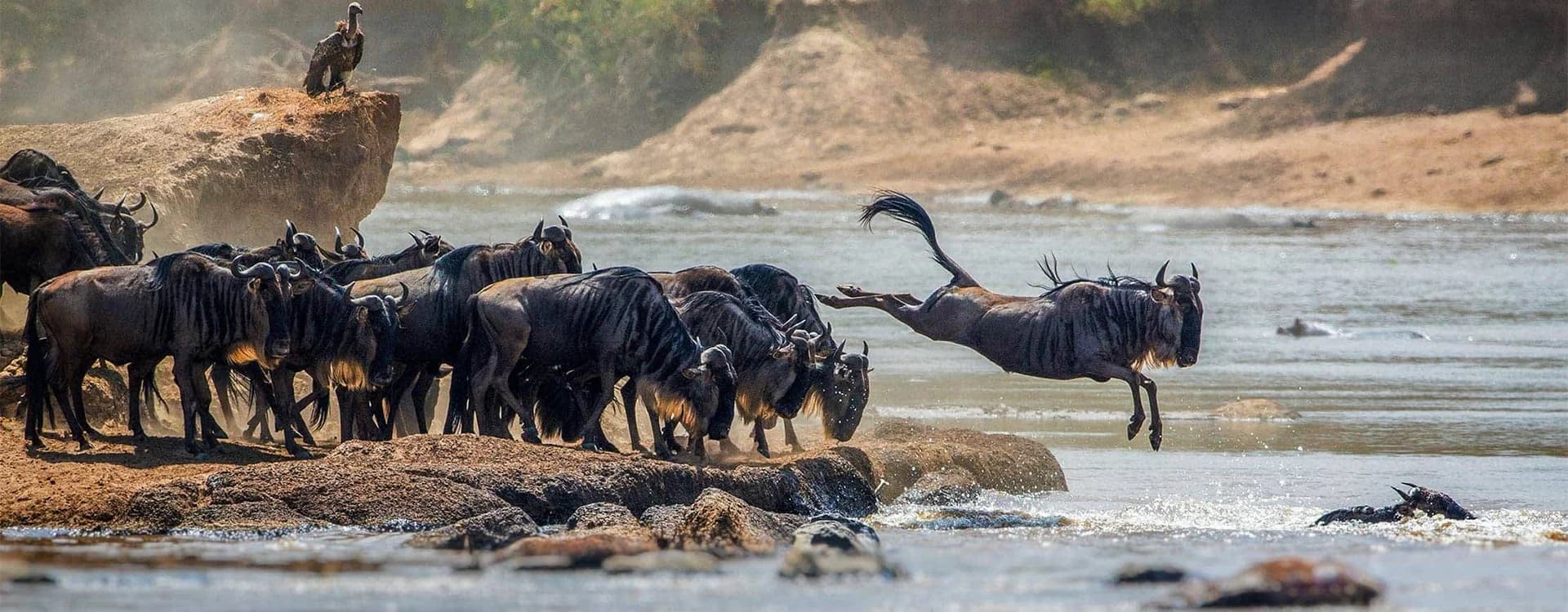 Wildebeest in the Serengeti ecosystem