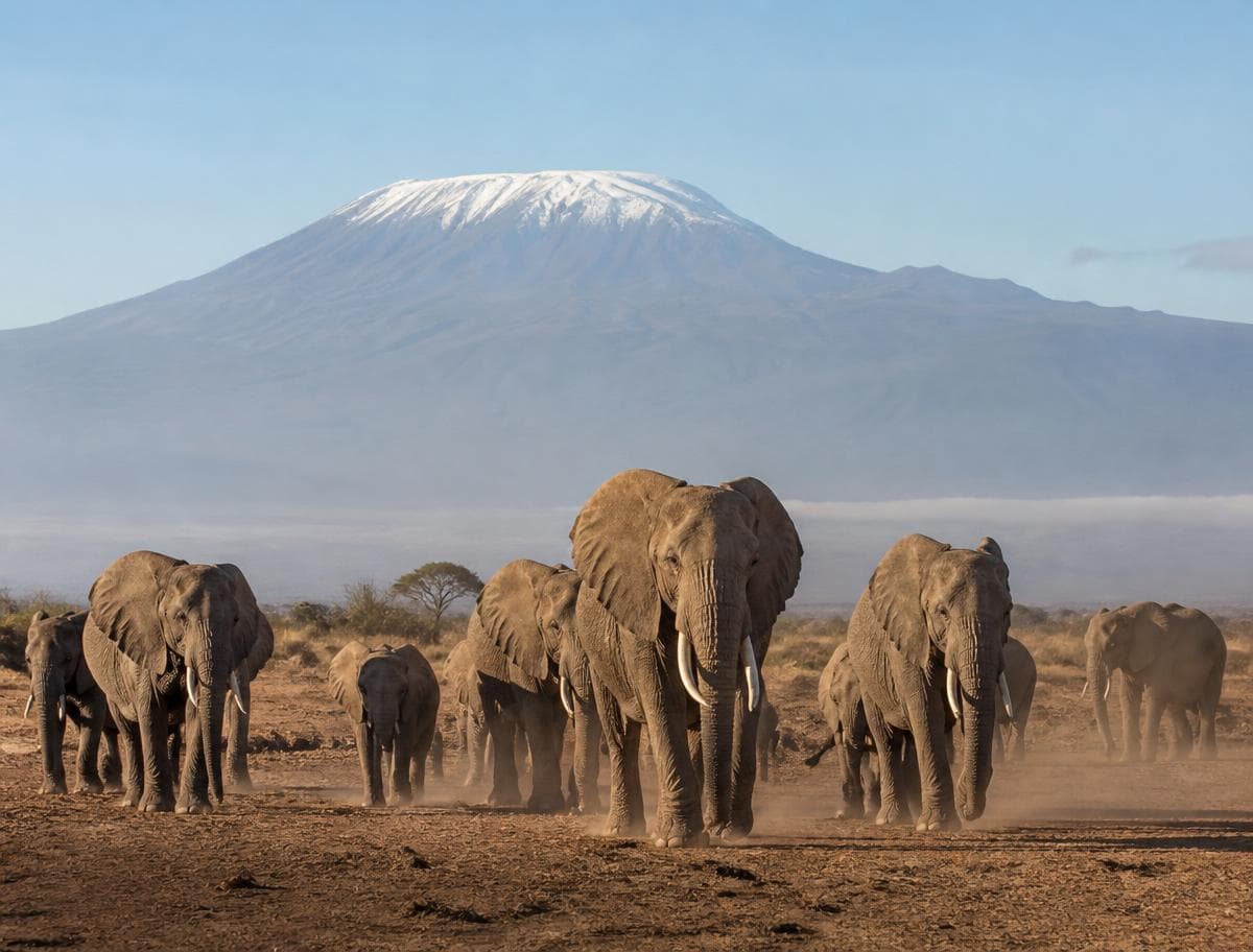 Elephants walking across the dry pan in Amboseli with acacia trees behind