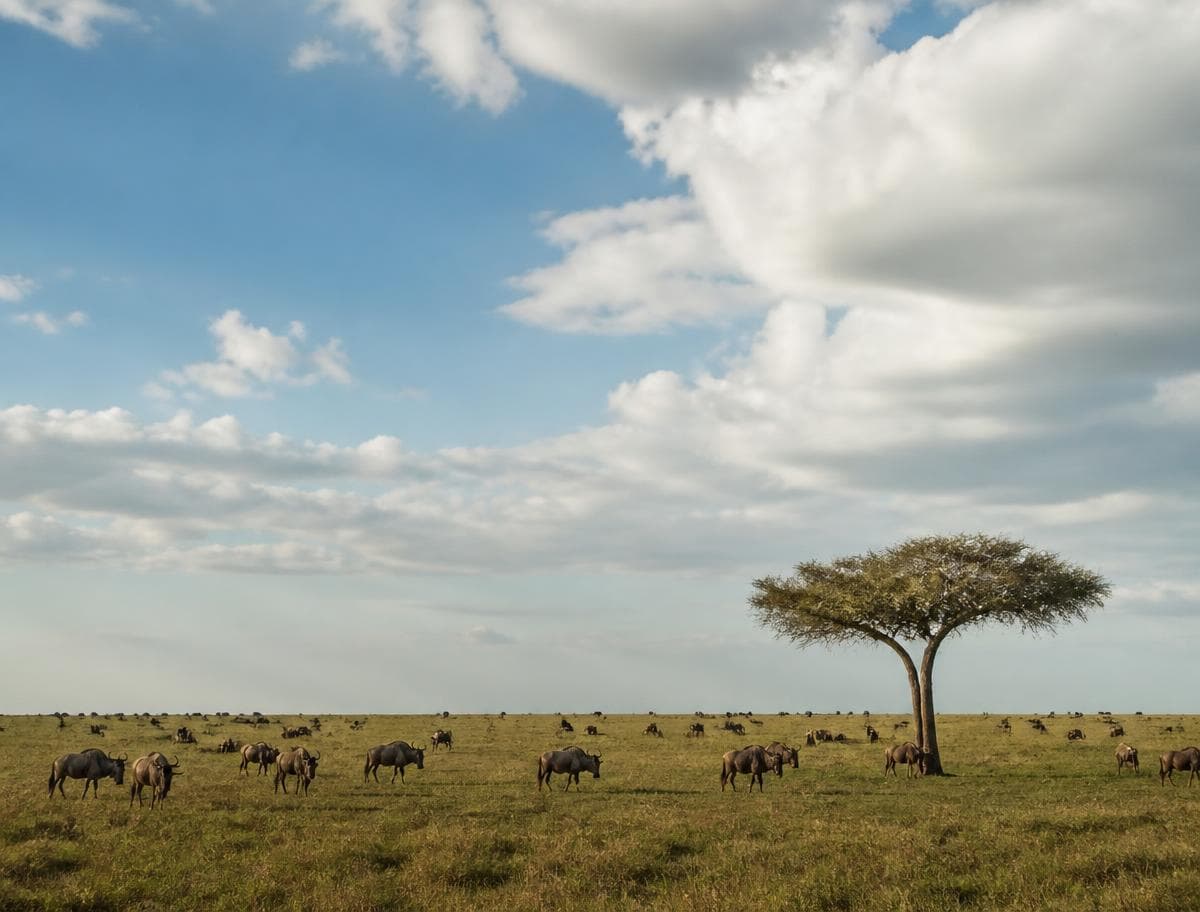 Lone acacia tree on wide green plains under a sky of cumulus clouds