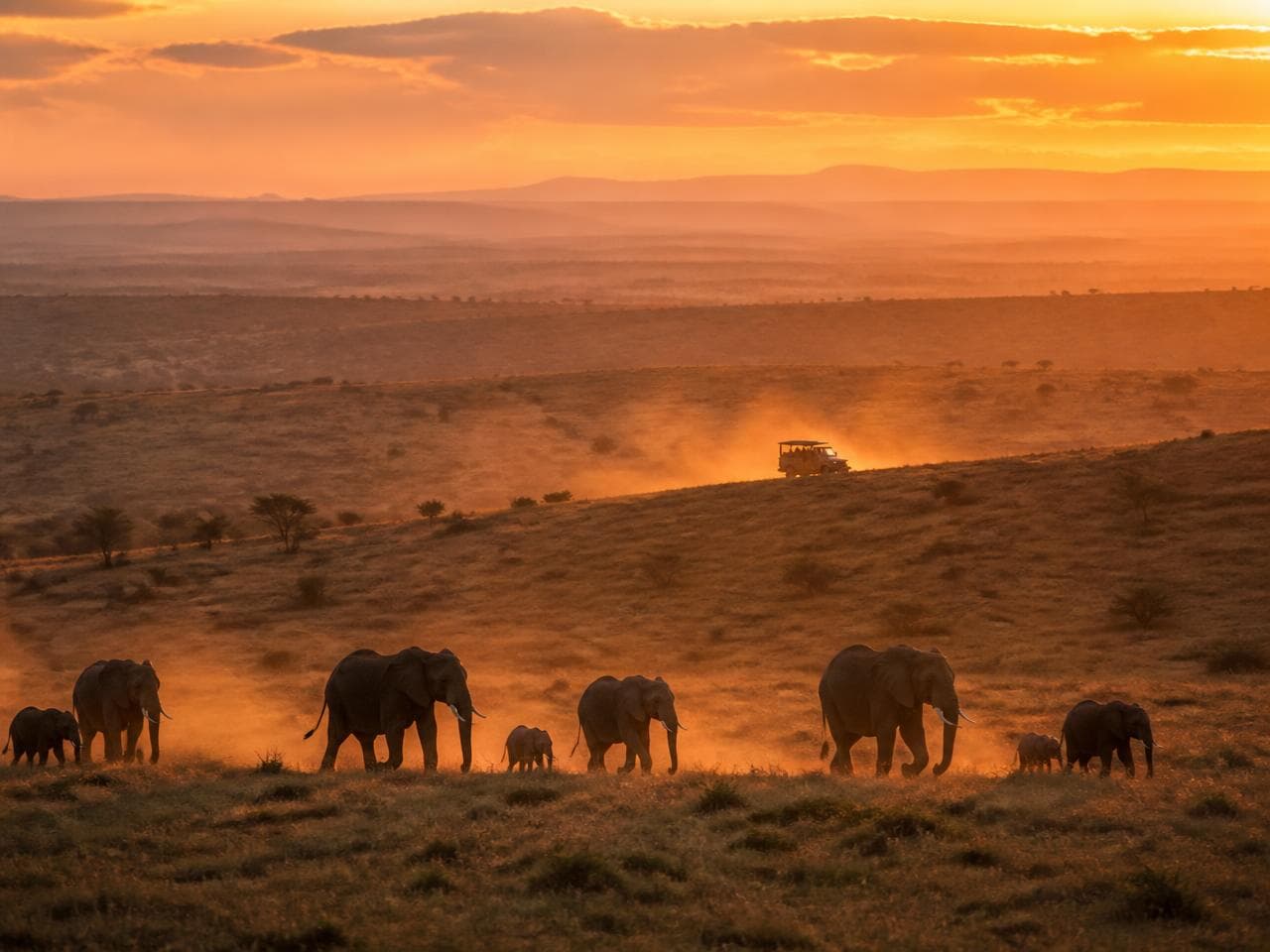 Open grassland and scattered acacia in a Maasai Mara conservancy at low light