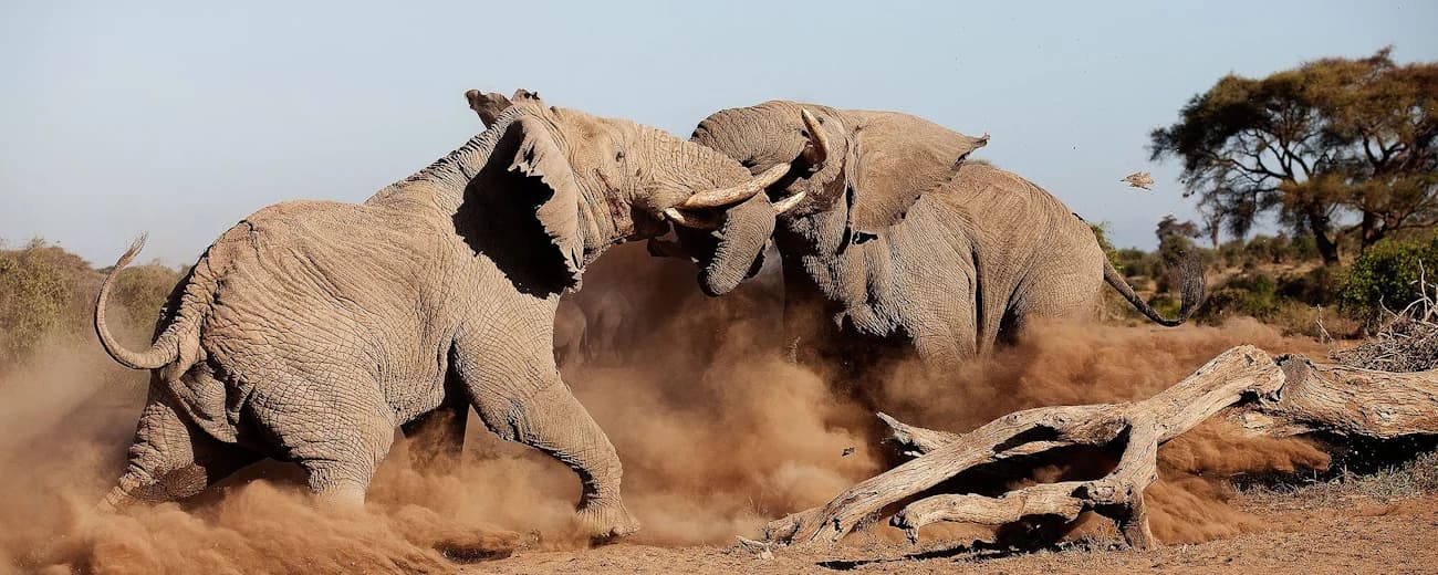 Elephants gathered on dry ground