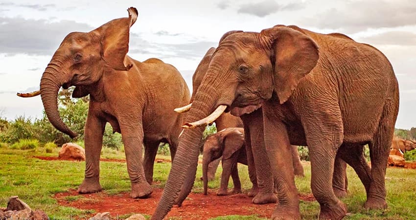 Elephant family walking across open ground