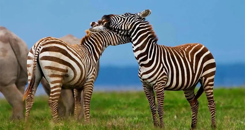 Zebra standing together on a grassy plain