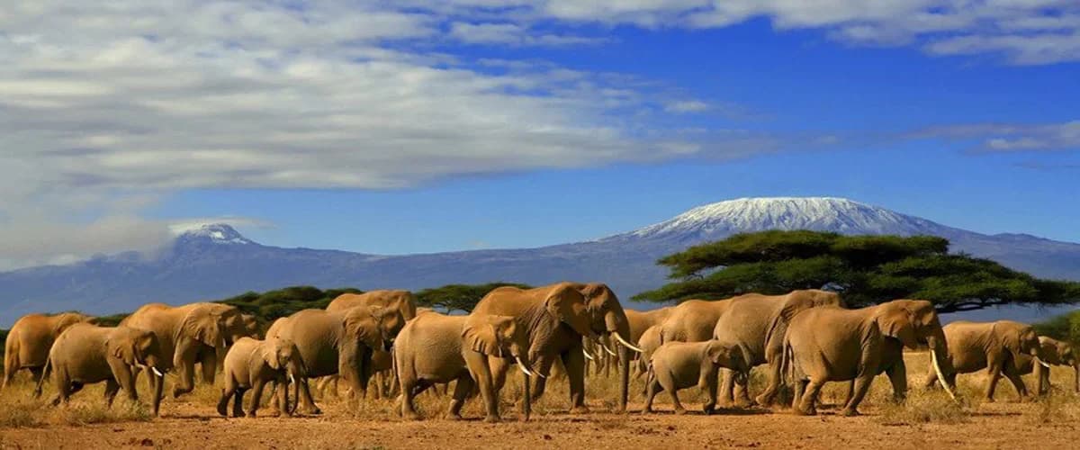 Elephant herd beneath the mountain skyline