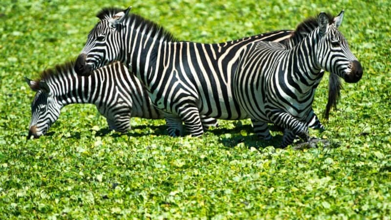 Zebra grazing in green vegetation