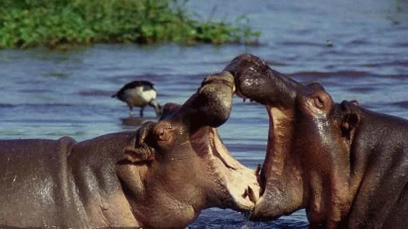 Hippos at a waterhole