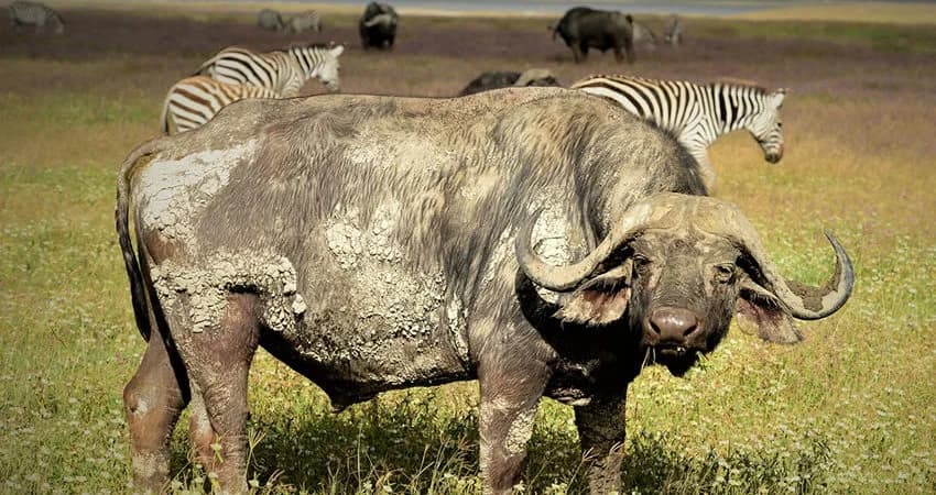Warthogs grazing on open ground