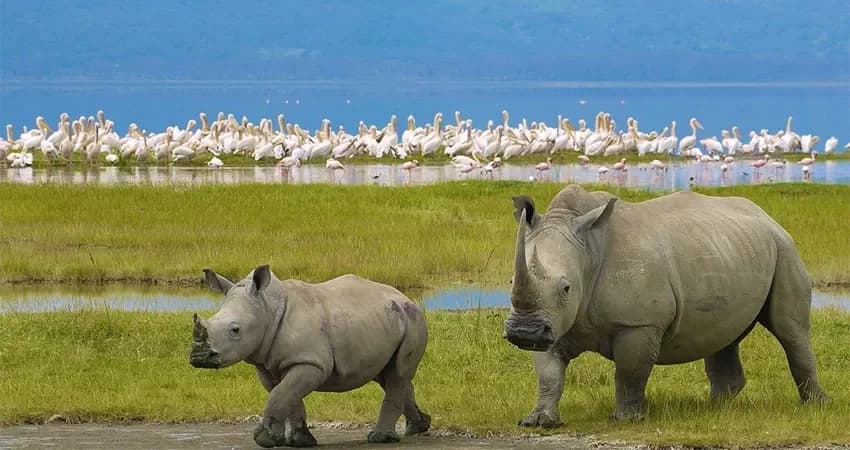 Rhino near a lake with flamingos in the distance