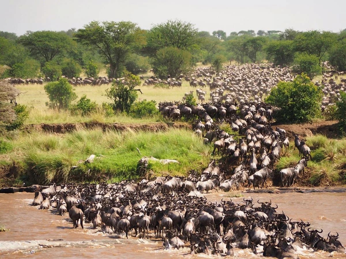 A column of wildebeest crossing a river channel in the Maasai Mara