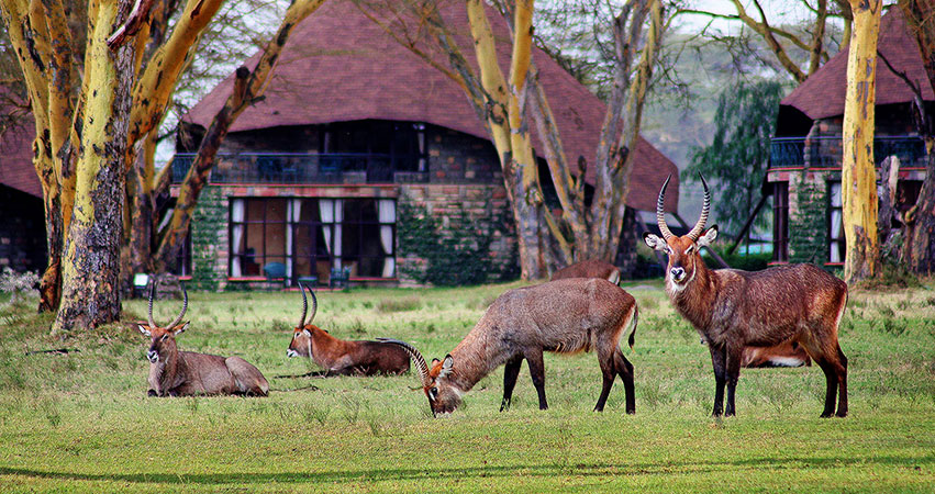 4 Days Kenya Lodge Safari Masai Mara & Lake Naivasha