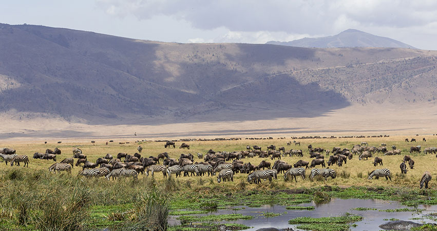 4 Days Lake Manyara National Park / Ngorongoro / Conservation Area