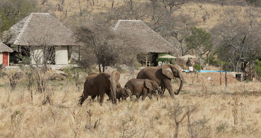 5 Days Tanzania Budget Camping Safaris: Manyara / Ngorongoro / Tarangire Safari