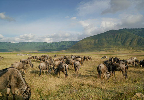 7 Days Tanzania Lodge Safari Lake Manyara_Ngorongoro_Serengeti National Park