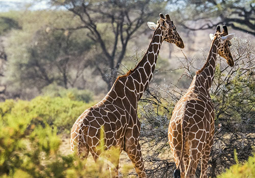8 Days Kenya Lodge Safari Samburu / Mt.Kenya / Lake Nakuru / Masai Mara