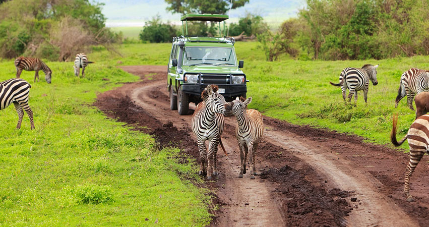 8 Days Kenya Tanzania Safaris