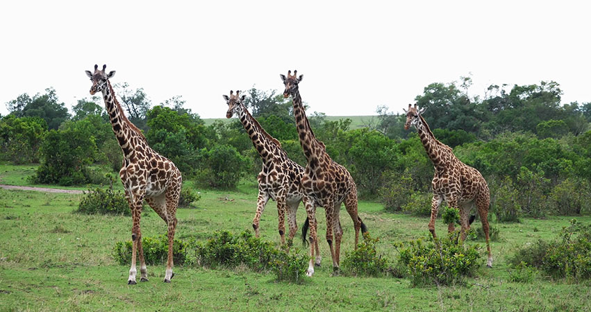 9 Days Kenya Tanzania Combined Safaris